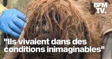 Plus de 80 chiens et le cadavre de leur propriétaire retrouvés dans une maison à New York