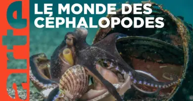 Céphalopodes : le règne des ventouses | ARTE