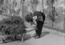 Film d’archives 14-18 / Les lendemains de la guerre et le défilé de la victoire