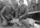 La SPCA en Sibérie et Russie du Nord