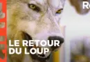 Le loup, un animal qui dérange ? | ARTE Regards