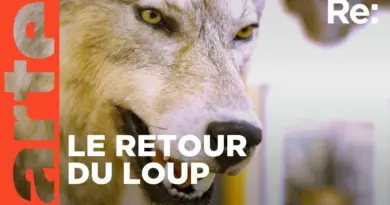 Le loup, un animal qui dérange ? | ARTE Regards