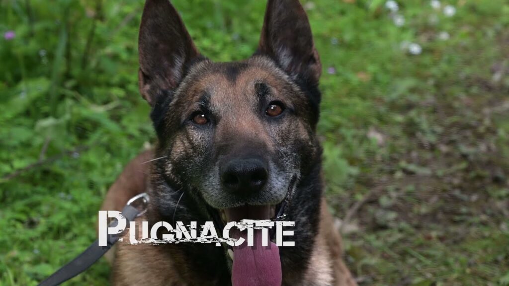 [Les Experts chez les Commandos] Episode 7 : Cynotechnicien