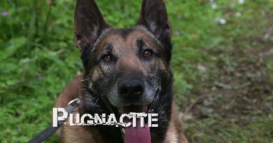 [Les Experts chez les Commandos] Episode 7 : Cynotechnicien