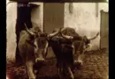 Les remplaçantes (2019)