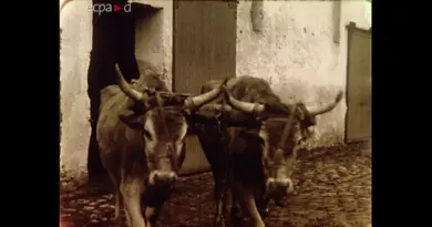 Les remplaçantes (2019)