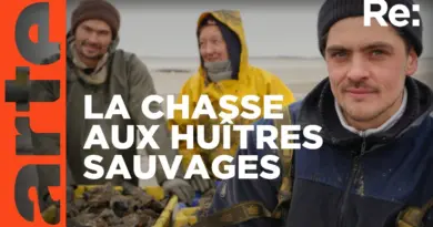 L’huître creuse colonise la mer des Wadden | Reportage | ARTE Regards