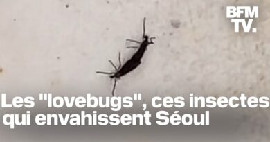 Séoul est envahie d’insectes volants surnommés « lovebugs »