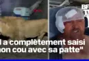 Turquie: un lion s’échappe d’un zoo et attaque un ouvrier agricole avant d’être abattu