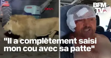 Turquie: un lion s’échappe d’un zoo et attaque un ouvrier agricole avant d’être abattu