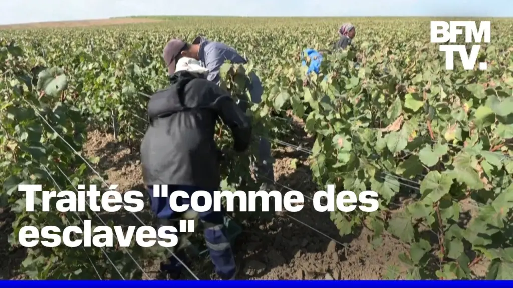 Vendanges en Champagne: trois personnes condamnées à de la prison ferme pour traite d’êtres humains